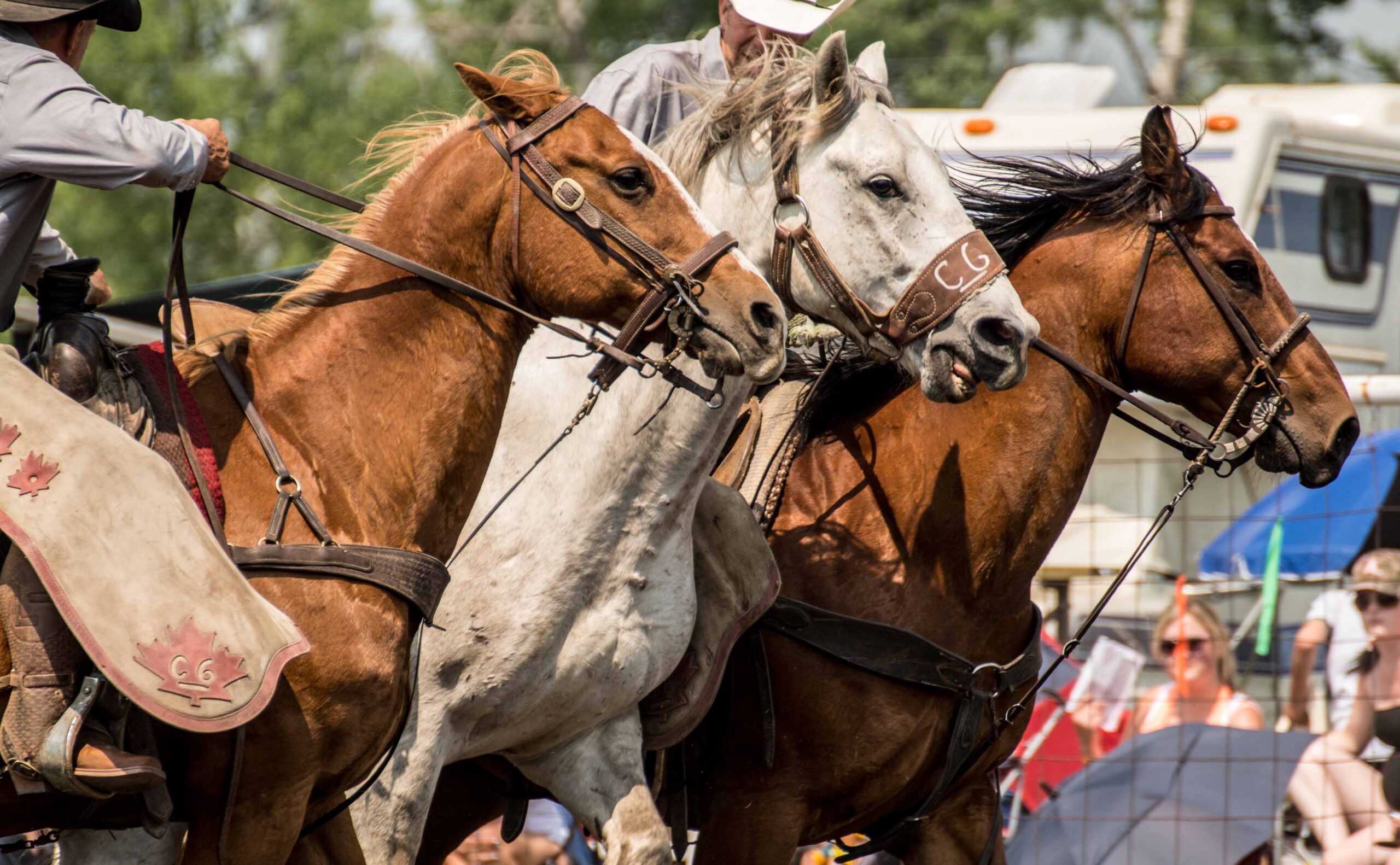 Dogpound Rodeo 2014, Alberta, Canada